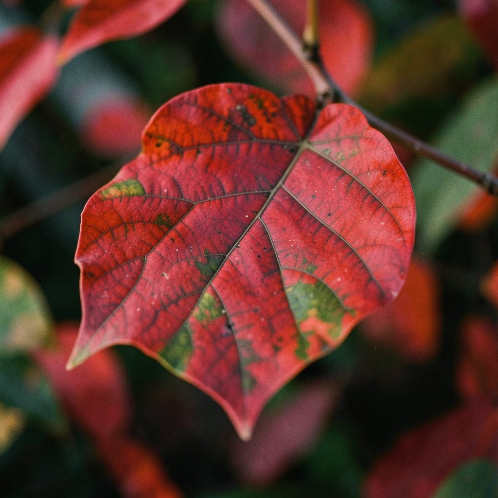 A single vibrant green leaf with delicate veins, backlit against a soft dark background