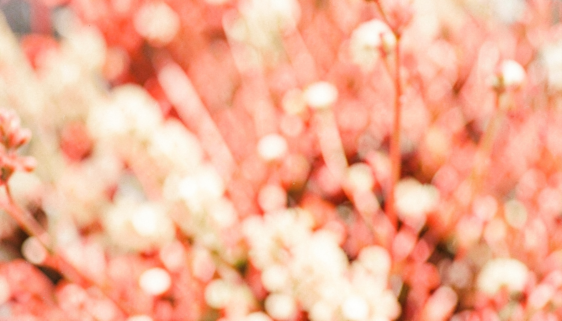 Soft blurred botanical texture in warm coral and cream tones, evoking a gentle natural atmosphere