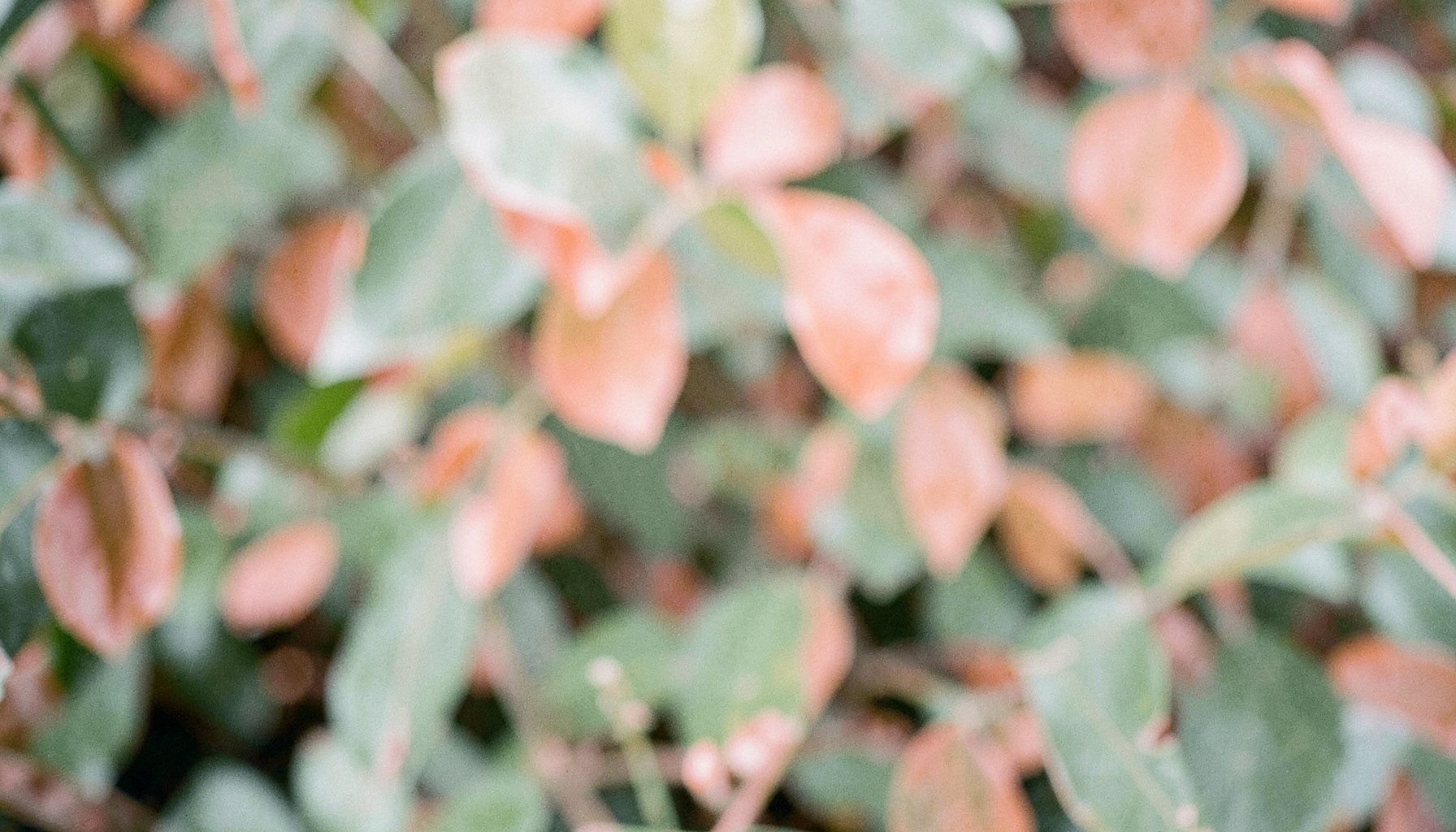 Soft blurred botanical leaves in muted greens and warm coral tones, creating a gentle organic backdrop